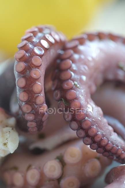 Vista de primer plano de tentáculos de pulpo en escabeche - foto de stock