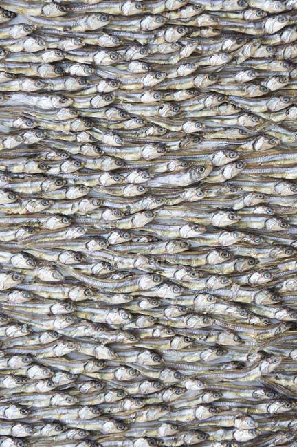 Primo piano vista dall'alto di fondo pesce essiccato — Foto stock