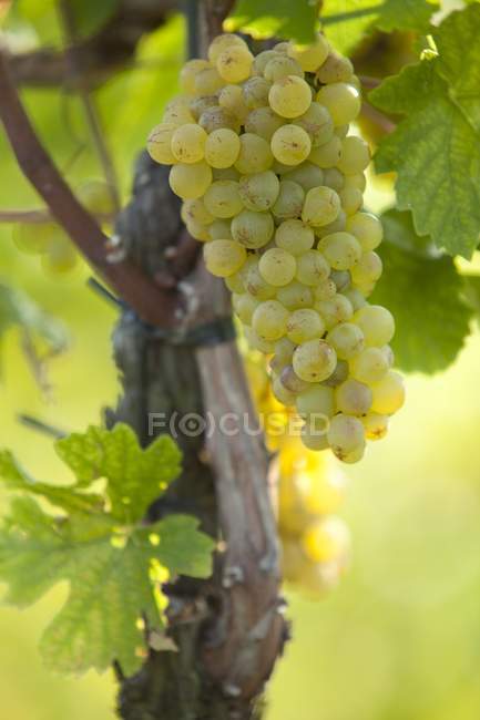 Виноград, що росте на плані — стокове фото