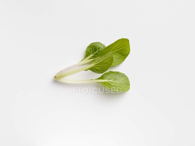 Frische Pak Choi Pflanze — Stockfoto