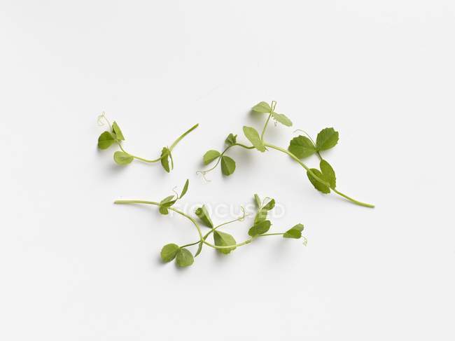 Micro verts sur fond blanc — Photo de stock