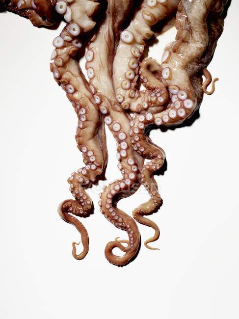 Fresh raw Octopus — Stock Photo