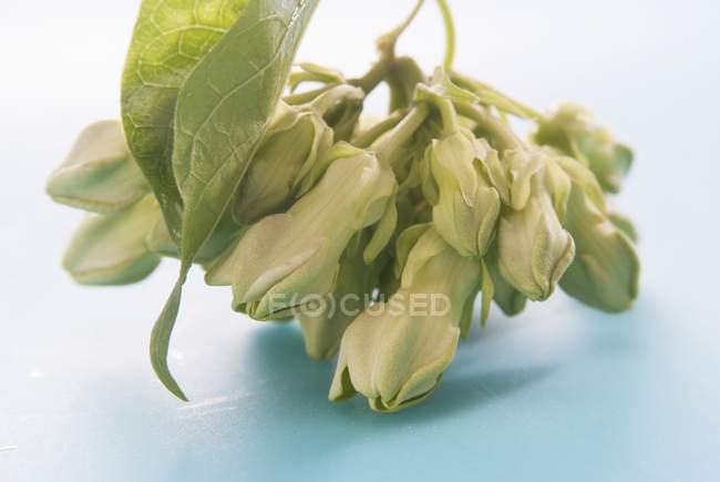 Closeup view of Cowslip creeper edible flowers — Stock Photo