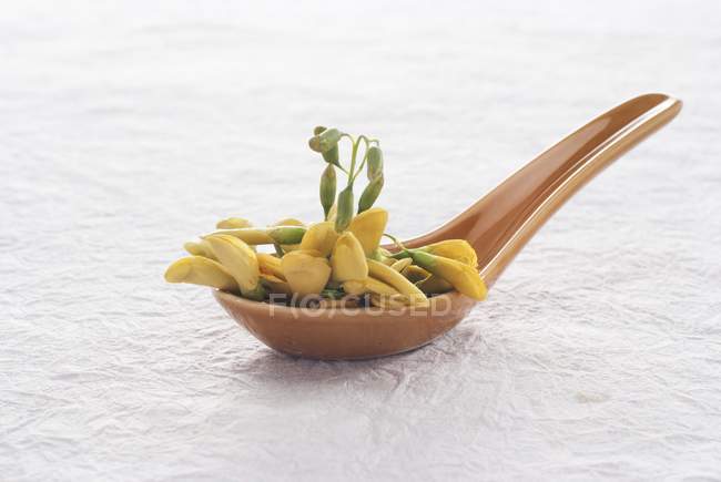 Vista ravvicinata della pianta tropicale commestibile di Sesbania su un cucchiaio di ceramica — Foto stock