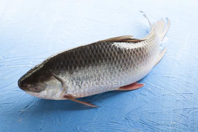 Raw Seven-striped barb fish — Stock Photo