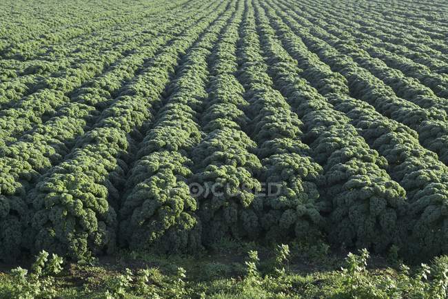 Поле зеленої капусти на відкритому повітрі вдень — стокове фото