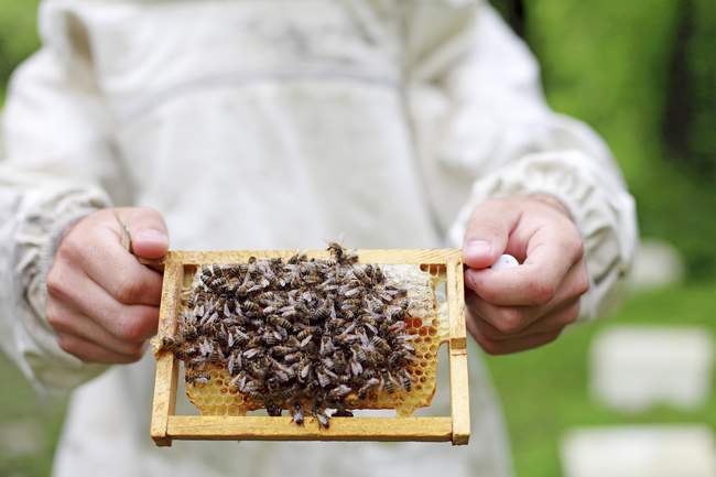 Bee keeper holding comb — Stock Photo