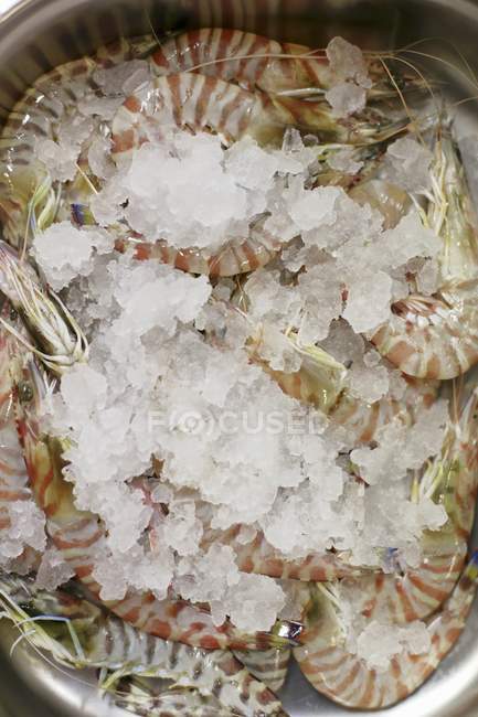 Fresh king prawns with ice — Stock Photo