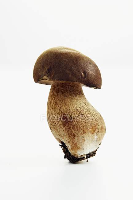 Vista de close-up de um cogumelo Porcini em uma superfície branca — Fotografia de Stock