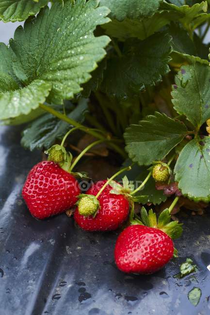 Frische Erdbeeren auf Pflanze — Stockfoto