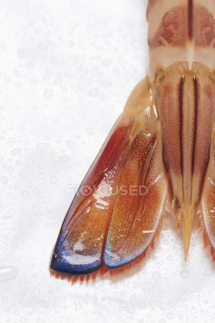 Closeup view of king prawn tail on white surface — Stock Photo