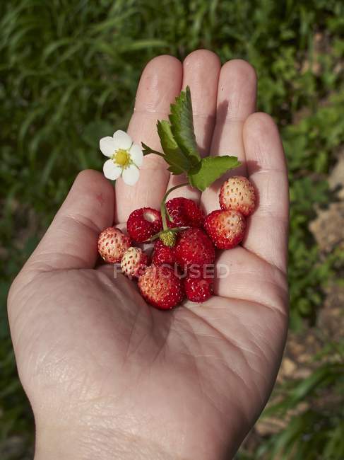 Mano sosteniendo fresas silvestres - foto de stock