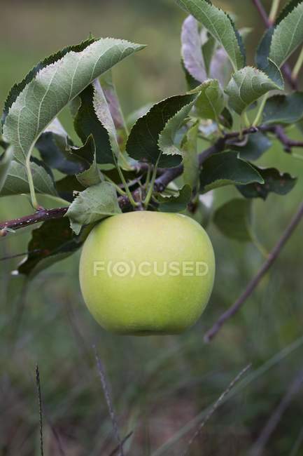 Grüner Apfel am Baum — Stockfoto