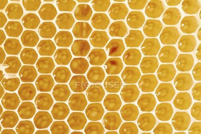 Savoureux nid d'abeille doré — Photo de stock