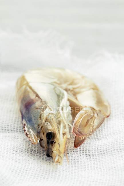Closeup view of one raw king prawn on cloth — Stock Photo