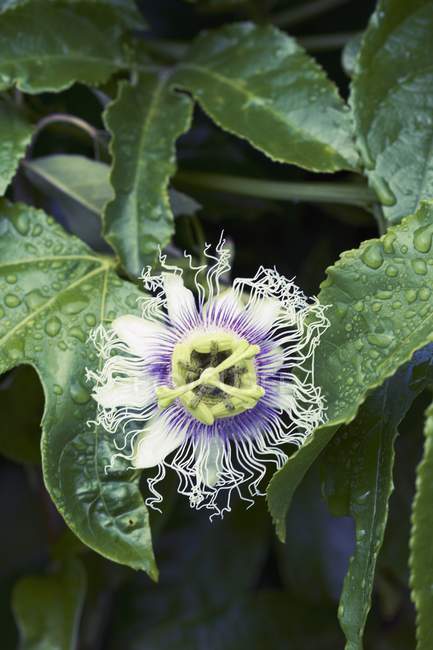 Closeup view of passionfruit flower and leaves — Stock Photo