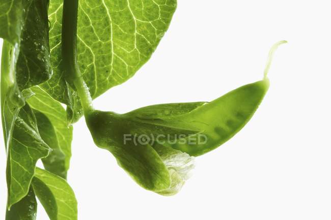 Junge Erbsenschale mit Blättern — Stockfoto