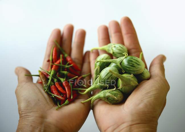 Hands holding aubergines and chilli peppers — Stock Photo