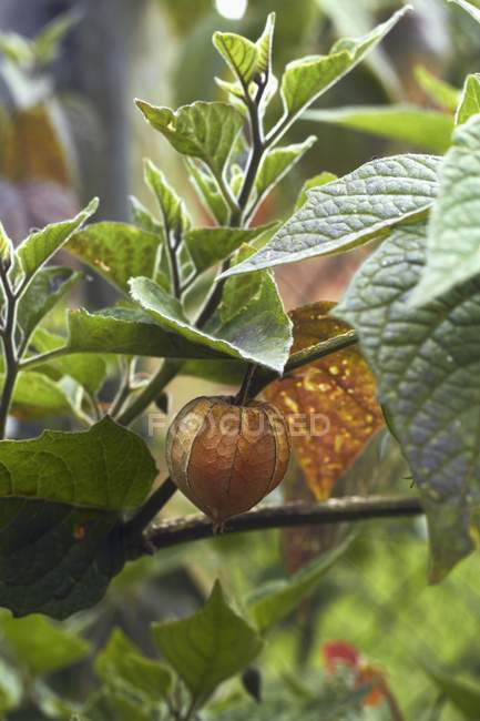 Physalis planta con frutas - foto de stock