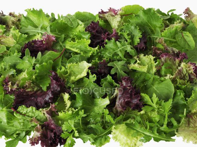 Fresh Mixed lettuce leaves — Stock Photo