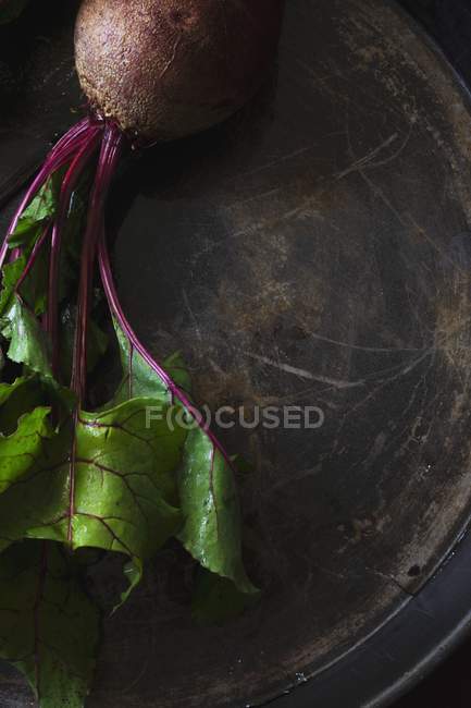 Barbabietola fresca con foglie — Foto stock