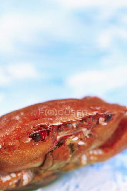 Closeup cropped view of whole red crab — Stock Photo