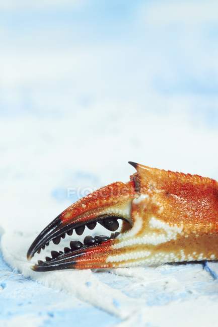 Closeup view of one red crab claw  on bright surface — Stock Photo