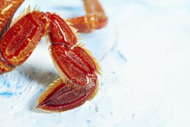 Closeup view of red crab swimming leg on bright surface — Stock Photo