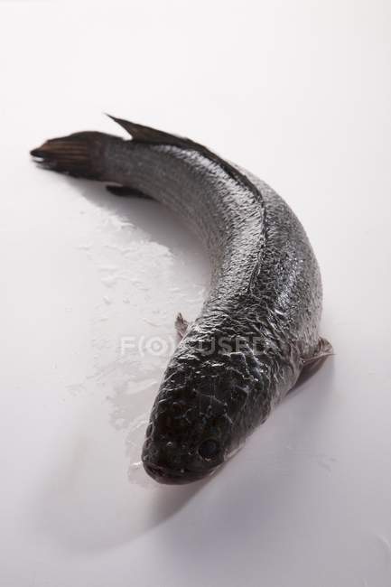 Peixe cabeça de cobra fresco — Fotografia de Stock