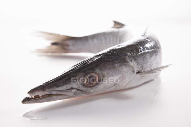 Pescado fresco entero de barracuda - foto de stock