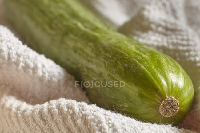 Fresh ripe cucumber — Stock Photo