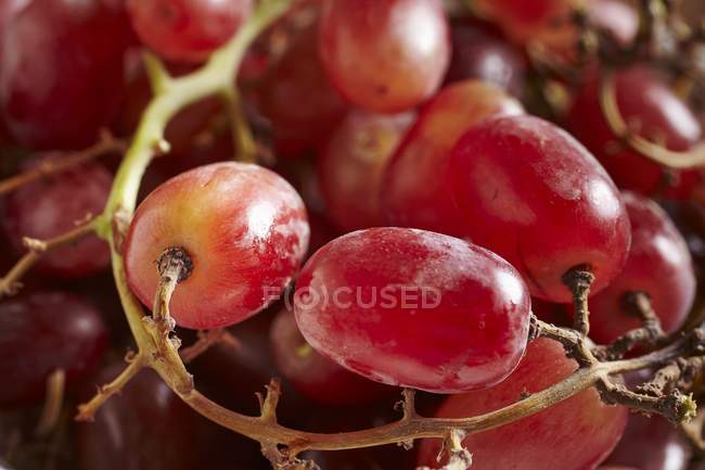 Красный виноград без семян — стоковое фото