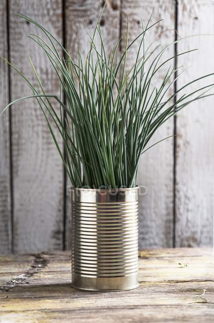 Chives growing in tin can — Stock Photo