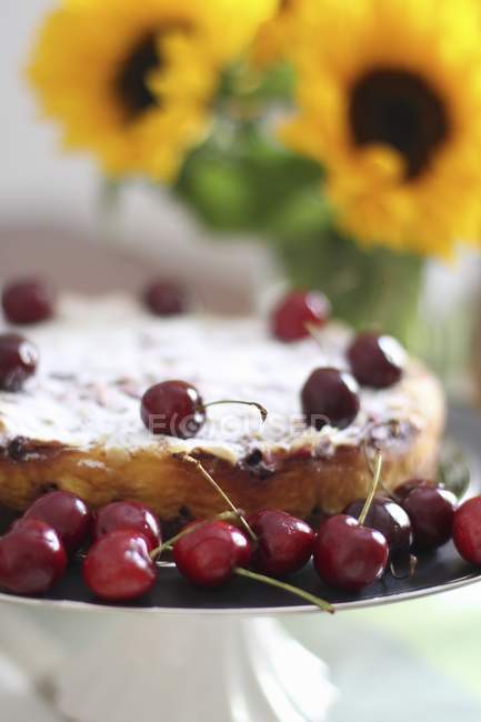 Summery cherry cake — Stock Photo
