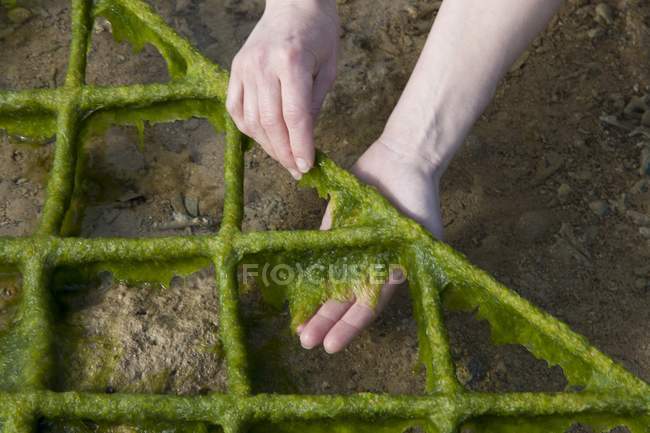 Vue rapprochée du cadre de levage des mains avec des algues — Photo de stock
