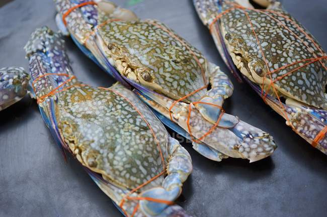 Closeup view of bound blue crabs — Stock Photo