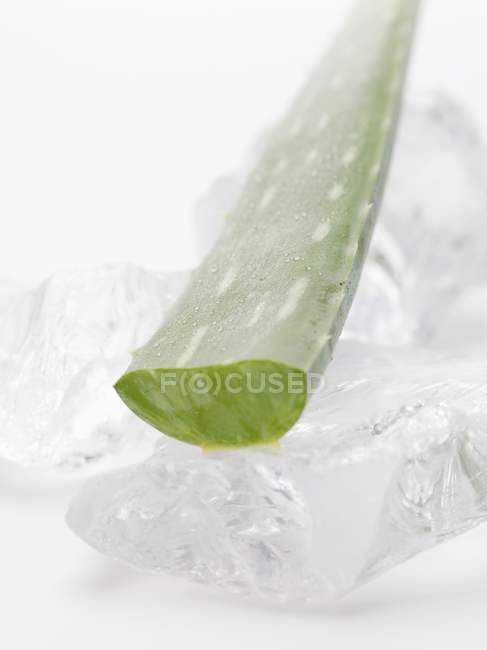Hoja de aloe vera sobre cubitos de hielo - foto de stock