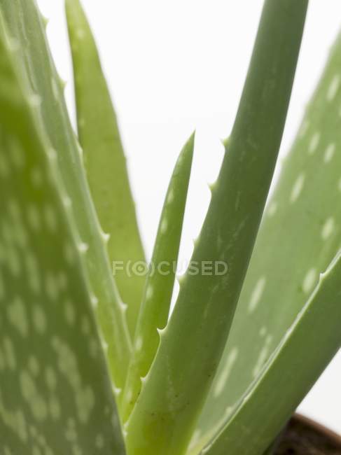Aloe vera leaves — Stock Photo