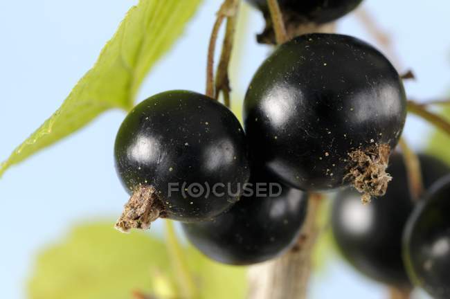 Blackcurrants on branch with leaves — Stock Photo