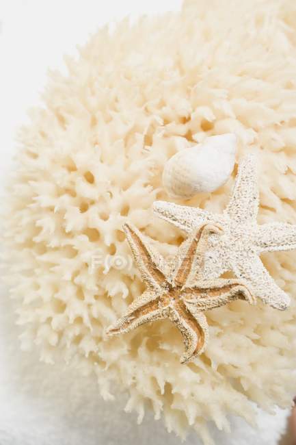Vista de cerca de la esponja natural, estrella de mar y caparazón de caracol en la toalla - foto de stock