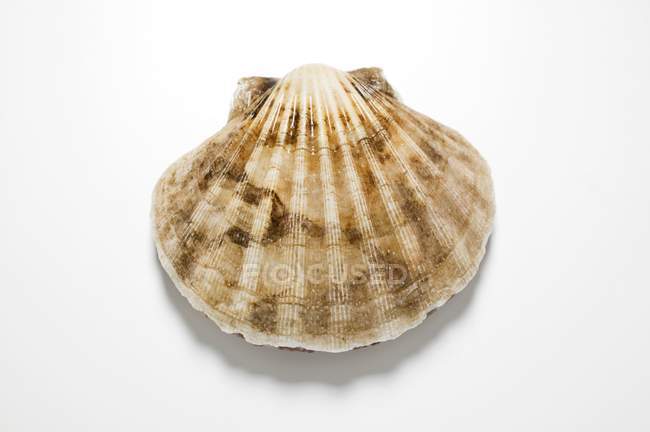 Closeup top view of scallop on white surface — Stock Photo