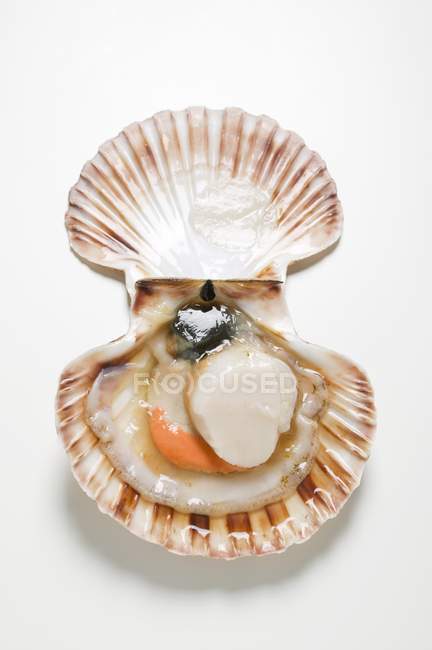 Closeup view of opened scallop on white surface — Stock Photo