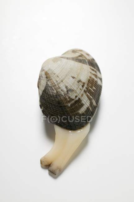 Vista close-up de uma amêijoa na superfície branca — Fotografia de Stock