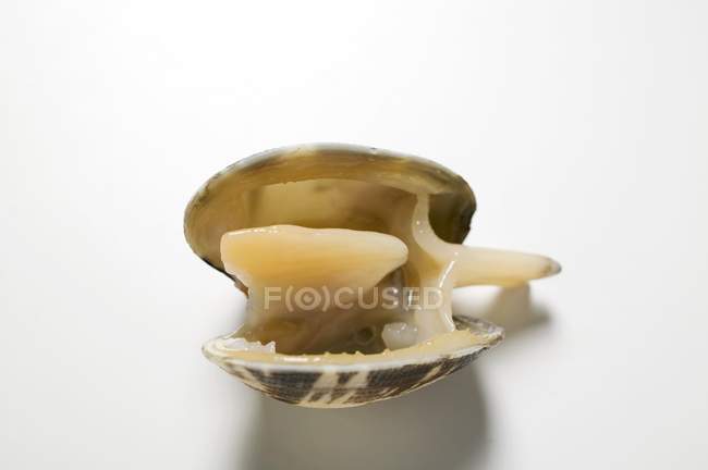 Closeup view of one opened clam on white surface — Stock Photo