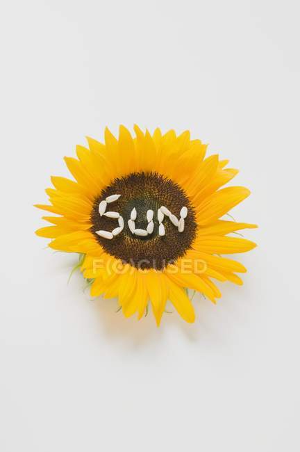 SUN scritto in semi di girasole — Foto stock
