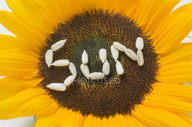 Palabra SUN escrita en girasol - foto de stock