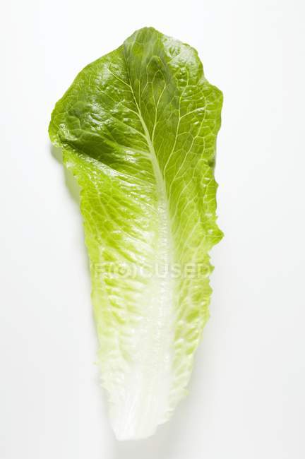 Fresh lettuce leaf — Stock Photo