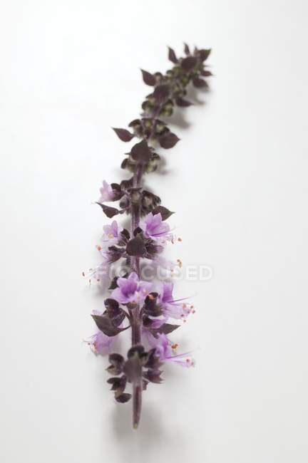 Espiga de albahaca con flores moradas - foto de stock
