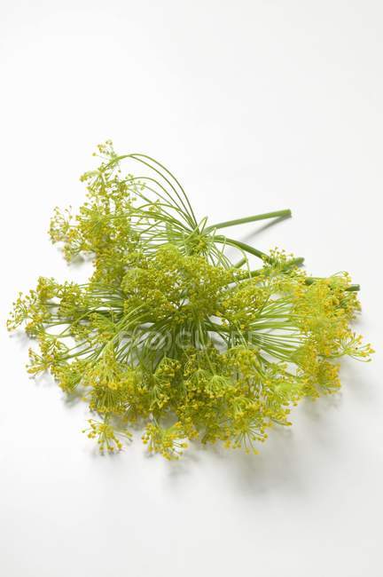 Teste di fiori di aneto — Foto stock
