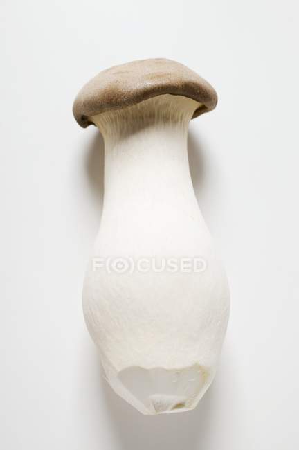King oyster mushroom — Stock Photo